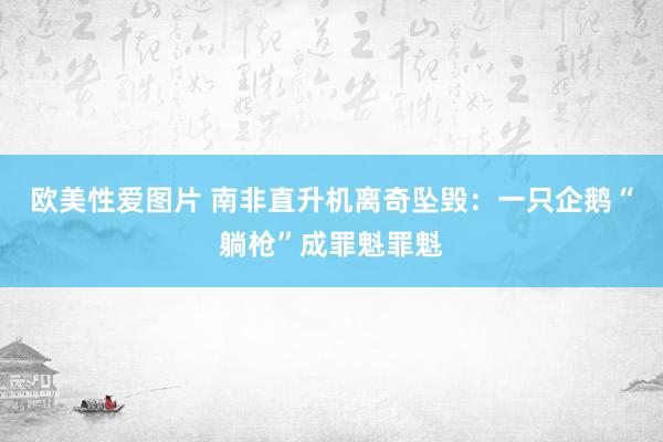 欧美性爱图片 南非直升机离奇坠毁：一只企鹅“躺枪”成罪魁罪魁